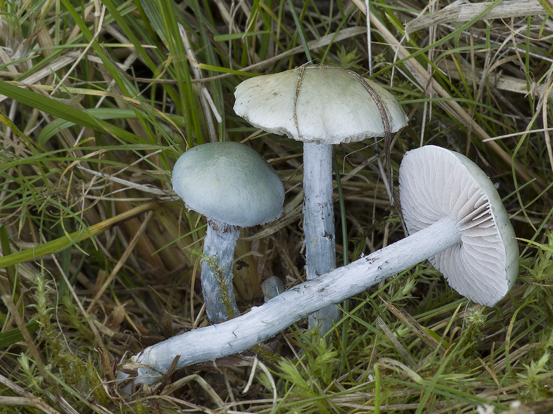 Stropharia pseudocyanea